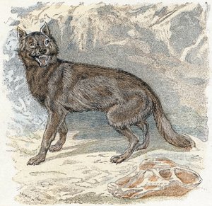 Wolf- “Alfabeto ilustra animais” Século XIX (gravura) 作： Edouard Travies