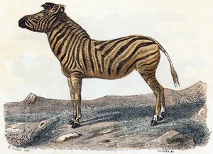 シマウマ - 「アルファベットは動物を示しています」19 世紀 (彫刻)