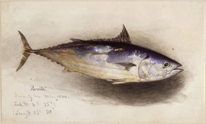 作： エドワード・ヒルデブラント