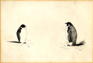 皇帝ペンギン 作： Edward Adrian Wilson