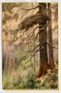 ゴショークスの巣、1898-99年（紙にトイレ） 作： Edward Adrian Wilson