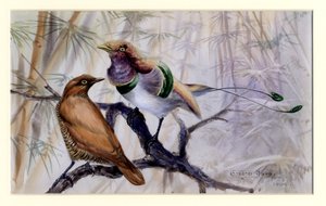 キングオブパラダイス、1909年（紙にトイレ）