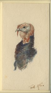 七面鳥の研究、1895年（紙にトイレ） 作： Edward Adrian Wilson