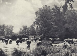 ナダーを渡る牛たち（モノクロ写真） 作： Edward Alfred Barton
