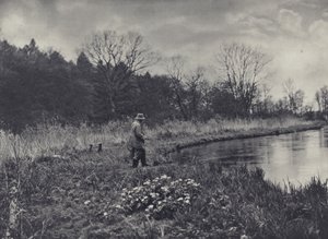 春一番のキングカップ（モノクロ写真） 作： Edward Alfred Barton