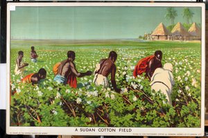 スーダンの綿花畑、シリーズ「帝国貿易は成長する」より（カラーリトグラフ） 作： Edward Barnard Lintott