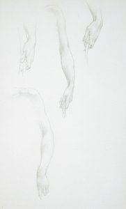 『腕と手の習作』（表）；『女性の胴体の習作』（裏）