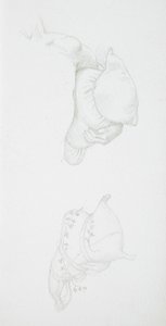 クッションに関する研究 作： Edward Burne-Jones