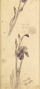 アイリス、1869 作： Edward Burne Jones