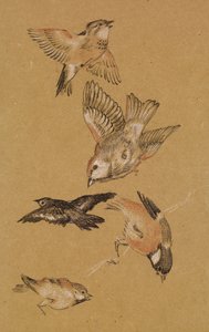 巡礼者を導く愛-鳥の研究：フィンチ、1897