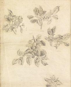 リンゴの研究、おそらく「アバロンのアーサー」の背景、2 作： Edward Burne Jones