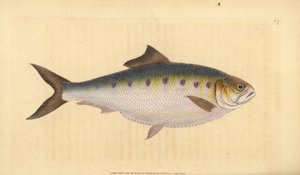 Allis shad, Alosa alosa（シャッド、Clupea alosa）。エドワード・ドノバンが、ロンドンのDonovan and F.C. and J. Rivington, Londonの「Natural History of British Fishes」から描いて彫った手彩色の銅版画。 作： Edward Donovan