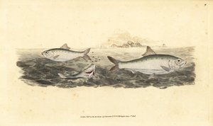 Allis shad, Alosa alosa (White bait, Clupea alosa).エドワード・ドノバンがイギリスの魚類の自然史から描いて彫った手彩色の銅版画、ドノバンとF.C.とJ.リヴィントン、ロンドン 作： Edward Donovan