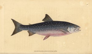 北極イワナ、Salvelinus alpinus alpinus（アルパインサーモン、Salmo alpinus）。エドワード・ドノバンが、ロンドンのDonovan and F.C. and J. Rivington社の『Natural History of British Fishes』から手描きで銅版画を作成したもの。