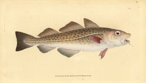 大西洋のタラまたはタラの魚。Gadus morhua。傷つきやすい。エドワード・ドノヴァンが、ロンドンのDonovan and F.C. and J. Rivington社の『Natural History of British Fishes』から描いて彫った手彩色の銅版画。
