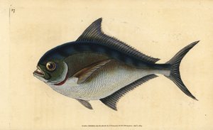 Atlantic pomfret, Brama brama (Ray