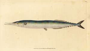 大西洋のサンマ、Scomberesox saurus saurus (Skipper pike, Esox saurus)。エドワード・ドノバンが、ロンドンのDonovan and F.C. and J. Rivington社の『Natural History of British Fishes』から手書きで描いて彫った色付き銅版画。