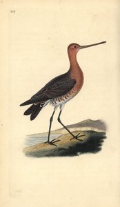 オナガドリ（オス）、Limosa lapponica。エドワード・ドノバンがロンドンで出版した自作の「英国鳥類自然史」から描いて彫った手彩色の銅版画。