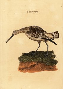 オカメインコ（Limosa lapponica）。