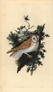 メンフクロウ（Tyto alba）。エドワード・ドノバンがロンドンで出版された自作の「英国鳥類博物誌」から描いて彫った手彩色の銅版画。 作： Edward Donovan