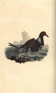 頭が茶色の夏羽のクロミミカモメ（Chroicocephalus ridibundus）。エドワード・ドノバンがロンドンで出版した「英国鳥類博物誌」から描いて彫った手彩色の銅版画。 作： Edward Donovan