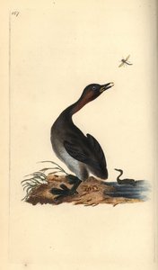 ブラック・チン・グレイブ（Podiceps hebridicus）。(Little grebe, Tachybaptus ruficollis?) Edward Donovanがロンドンで出版した自作の「Natural History of British Birds」から描いて彫った手彩色の銅版画。 作： Edward Donovan