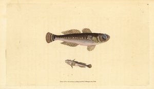黒いハゼ、Gobius niger。エドワード・ドノバンが、ロンドンのDonovan and F.C. and J. Rivington社の『Natural History of British Fishes』から手彩色の銅版画を描いて彫ったもの。 作： Edward Donovan