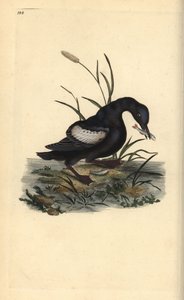 魚をくちばしにくわえた黒ギョリュウ（Cepphus grylle）。エドワード・ドノバンがロンドンで出版された自作の「英国鳥類自然史」から描いて彫った手彩色の銅版画。