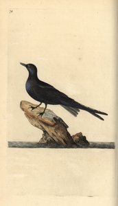 クロアジサシ、Chlidonias niger。エドワード・ドノバンがロンドンで出版した「英国鳥類博物誌」から描いて彫った手彩色の銅版画。 作： Edward Donovan