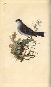 ブラックキャップ（Sylvia atricapilla）。エドワード・ドノバンがロンドンで出版した「英国鳥類博物誌」から描いて彫った手彩色の銅版画。 作： Edward Donovan