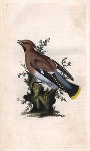 ボレアルジャスパー（Boreal jasper）。Bombycilla garrulus（Ampelis garrulus）。エドワード・ドノヴァン（1768-1837）による銅版画、『Histoire naturelle des oiseaux britanniques』（ロンドン）掲載 作： Edward Donovan