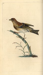 Brambling, Fringilla montifringilla.エドワード・ドノバンがロンドンで出版した「英国鳥類博物誌」から描いて彫った手彩色の銅版画。 作： Edward Donovan
