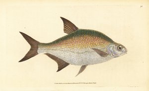 Bream, Abramis brama (Cyprinus brama).エドワード・ドノヴァンが、ロンドンのDonovan and F.C. and J. Rivington社の『Natural History of British Fishes』から描いて彫った手彩色の銅版画。 作： Edward Donovan