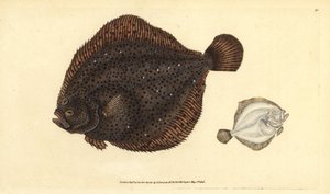 Brill or pearl, Scophthalmus rhombus (Pleuronectes rhombus).エドワード・ドノバンが、ロンドンのDonovan and F.C. and J. Rivington社の『Natural History of British Fishes』から描いて彫った手彩色の銅版画。