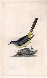 ブルックシェパードMotacilla cinerea（Motacilla boarula）。エドワード・ドノヴァン（1768-1837）による銅版画、Histoire naturelle des oiseaux britanniques, Londonに掲載。