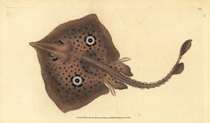 ブラウンスケートまたはミラーレイ、Raja miraletus。エドワード・ドノバンが、ロンドンのDonovan and F.C. and J. Rivington社の『Natural History of British Fishes』から手書きで描いて彫った色付き銅版画。 作： Edward Donovan