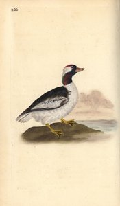 バッフルヘッド、Bucephala albeola。エドワード・ドノバンがロンドンで出版した「英国鳥類博物誌」から描いて彫った手彩色の銅版画。 作： Edward Donovan