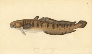 バーボット、ロタ・ロタ（Gadus lota）。エドワード・ドノヴァンが、ロンドンのDonovan and F.C. and J. Rivington社の『Natural History of British Fishes』から描いて彫った手彩色の銅版画。 作： Edward Donovan