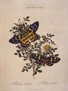 蝶。Phalaena Militaris, Phalaena Lectrix, pub. 作： Edward Donovan