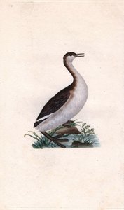 カスミチョウチョウウオ。Tachybaptus ruficollis（Podiceps nigricans）。エドワード・ドノヴァン(1768-1837)による銅版画、Histoire naturelle des oiseaux britanniques, Londonに掲載。 作： Edward Donovan