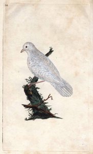 Chenes jay.Garrulus glandarius。エドワード・ドノヴァン（1768-1837）による銅版画、『Histoire naturelle des oiseaux britanniques』（ロンドン）に掲載。 作： Edward Donovan