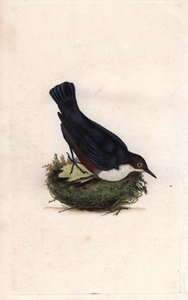 シンクルスダイバー。シンクルス・シンクルス（Sturnus cinclus）。エドワード・ドノヴァン（1768-1837）による銅版画、ロンドンのHistoire naturelle des oiseaux britanniquesに掲載されている。 作： Edward Donovan