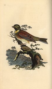 ホオジロキンパラ、Emberiza cirlus。エドワード・ドノバンがロンドンで出版した自作の「英国鳥類博物誌」から描いて彫った手彩色の銅版画。 作： Edward Donovan