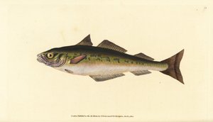 Coalfish or saithe, Pollachius virens (Gadus carbonarius).エドワード・ドノバンが、ロンドンのDonovan and F.C. and J. Rivington社の『Natural History of British Fishes』から、手書きで描いて彫った色付き銅版画。 作： Edward Donovan