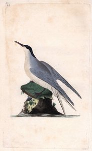 コモンアジサシ。Sterna hirundo.エドワード・ドノヴァン(1768-1837)による銅版画、Histoire naturelle des oiseaux britanniques, Londonに掲載。 作： Edward Donovan