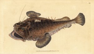 コモンアンコウ、Lophius piscatorius。エドワード・ドノバンが、ロンドンのDonovan and F.C. and J. Rivington社の『Natural History of British Fishes』から手彩色の銅版画を描いて彫刻したもの。
