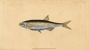 コモンブリーク、Alburnus alburnus（Cyprinus alburnus）。エドワード・ドノヴァンが、ロンドンのDonovan and F.C. and J. Rivington社の『Natural History of British Fishes』から描いて彫った手彩色の銅版画。 作： Edward Donovan