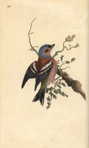 コモン・チャフィンチ（Fringilla coelebs）。エドワード・ドノバンがロンドンで出版された自作の「英国鳥類博物誌」から描いて彫った手彩色の銅版画。 作： Edward Donovan