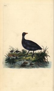 コマドリ（Fulica atra）。エドワード・ドノバンがロンドンで出版した自作の「英国鳥類博物誌」から描いて彫った手彩色の銅版画。 作： Edward Donovan
