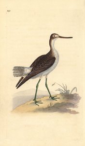 コモン・グリーンシャンク（Tringa nebularia）。エドワード・ドノバンがロンドンで出版した「英国鳥類博物誌」から描いて彫った手彩色の銅版画。